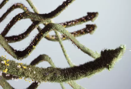 Kuinka käyttää kaikkia työkalupakissasi olevia työkaluja kasvien ohjauksessa